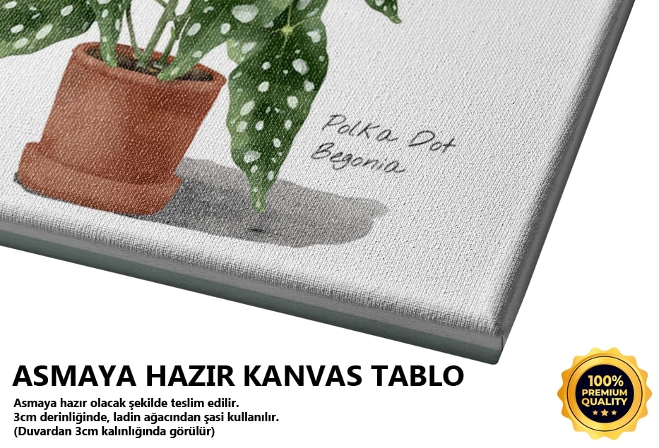 Ev Bitkisi 1 Tablo