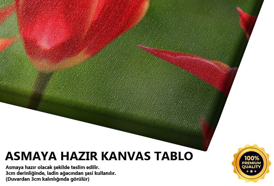 İstanbul Lalesi 3 Tablo