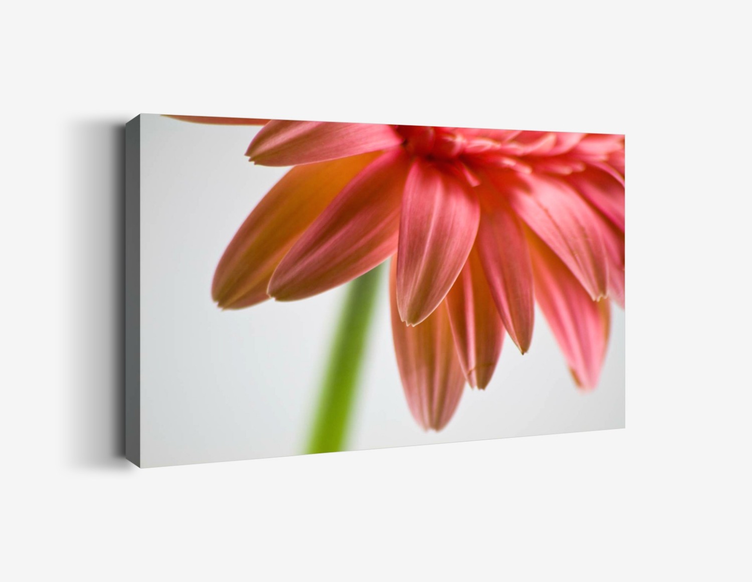 Gerbera Detay Tablo