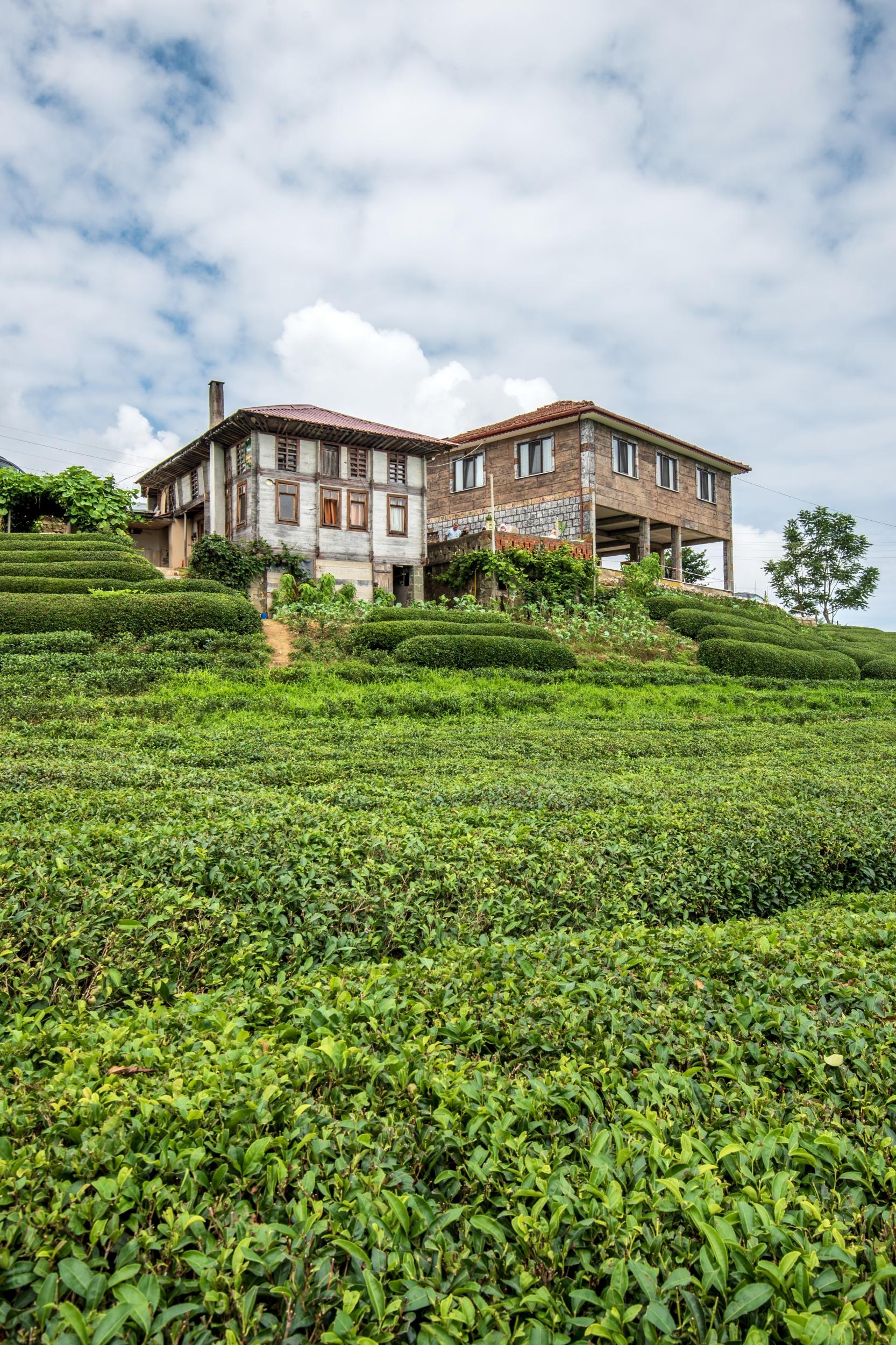 Çay Bahçesi