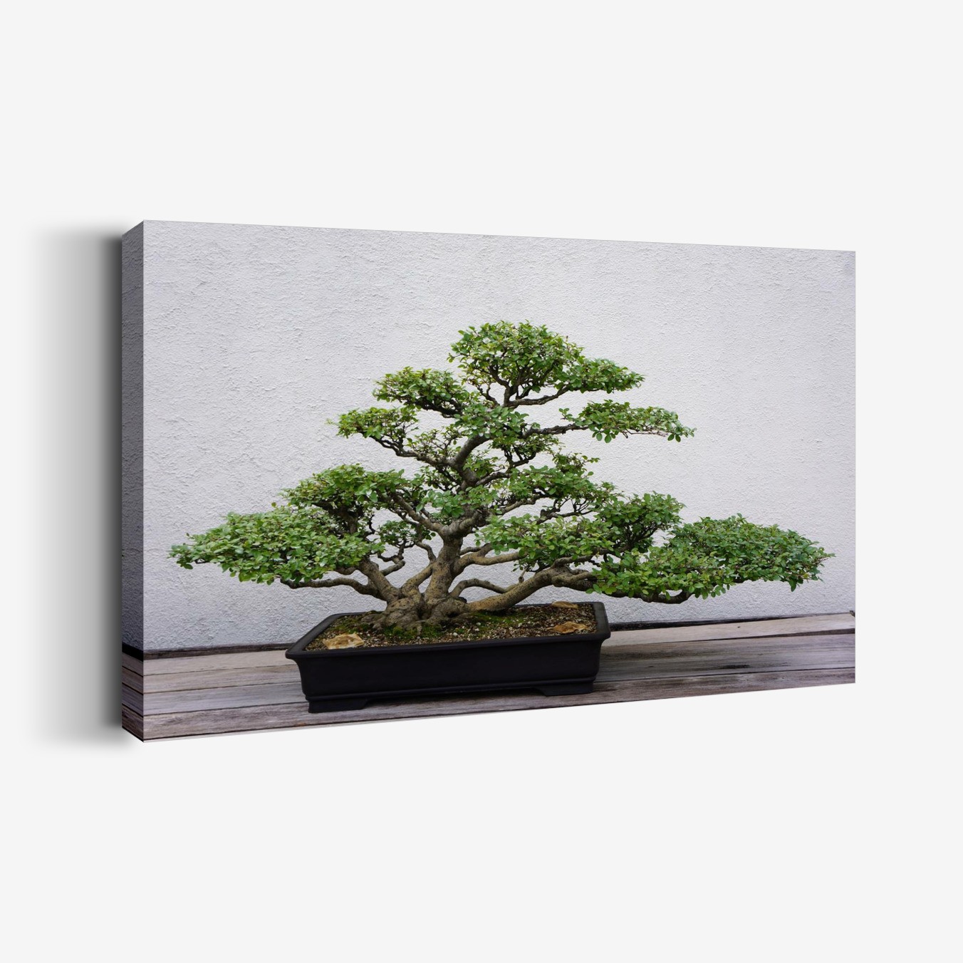 Bonsai Tablo