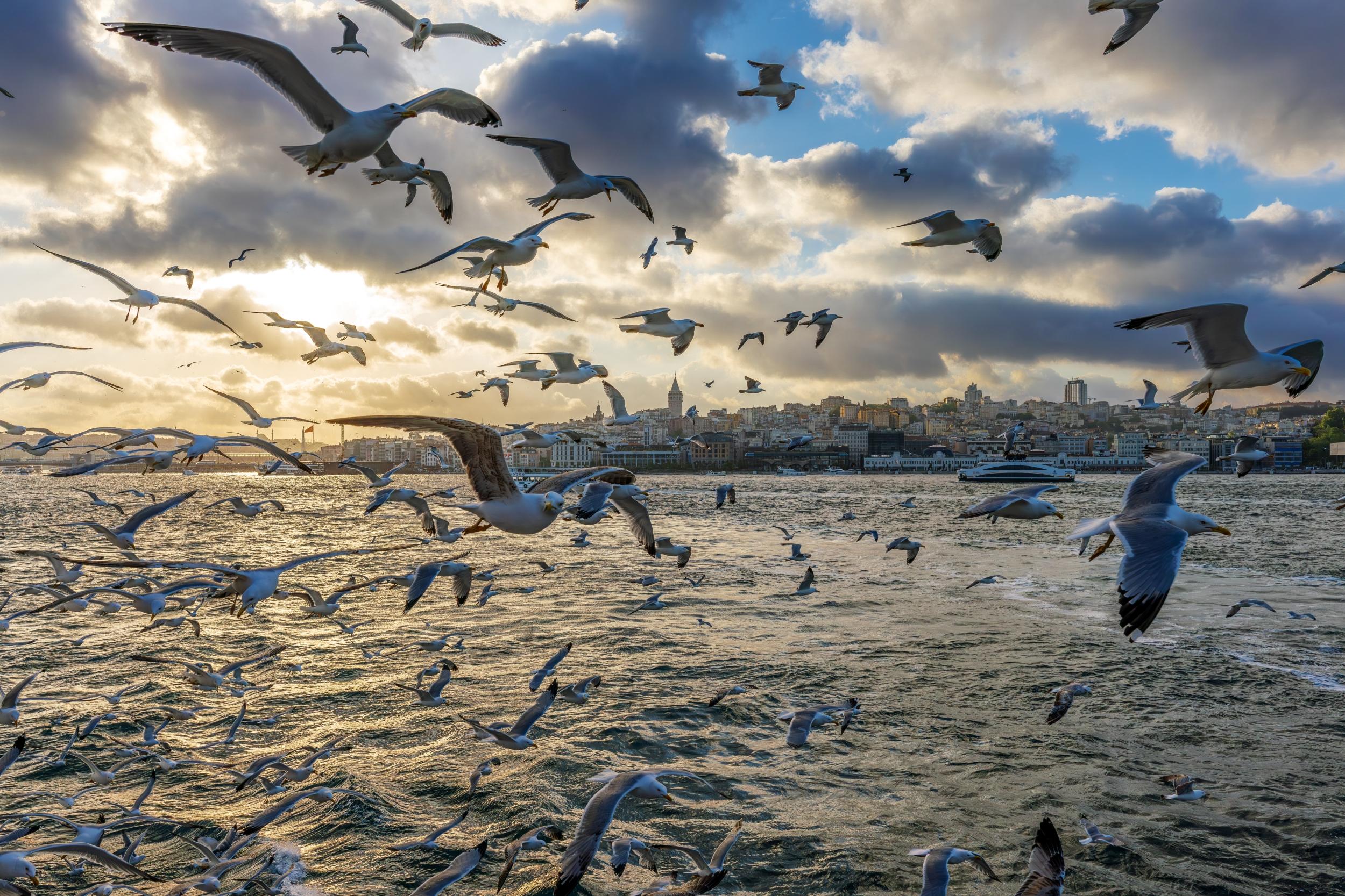 Martılar ve İstanbul'da Gün Batımı