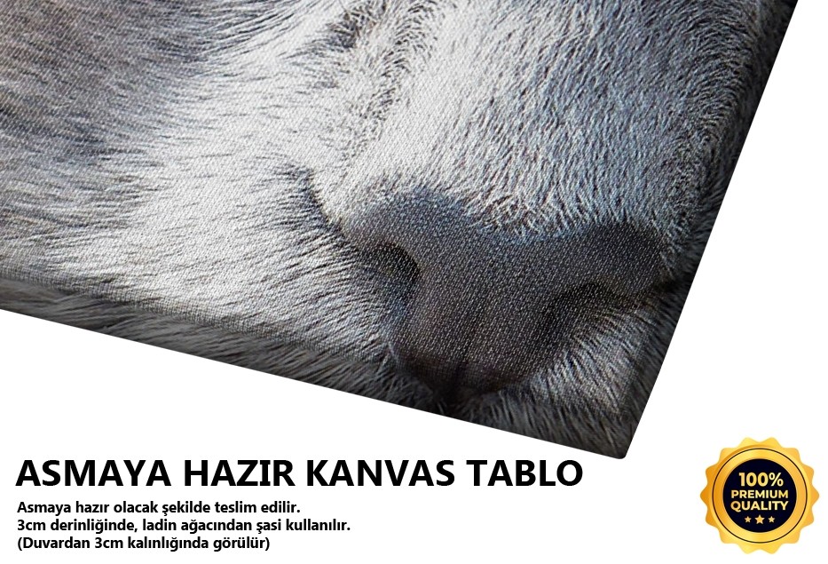 Kedi Tablo