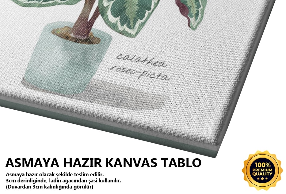 Ev Bitkisi 3 Tablo