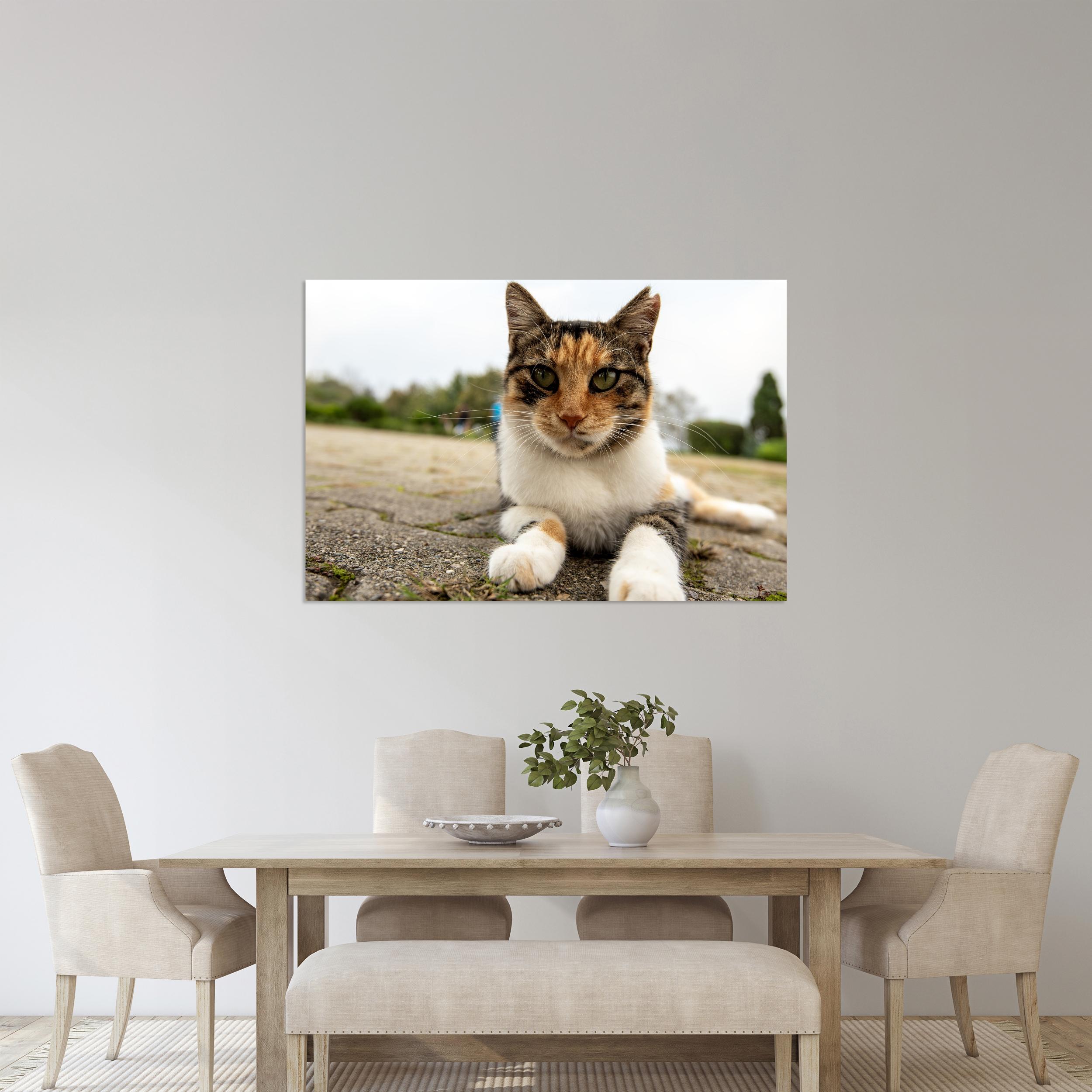Kedi