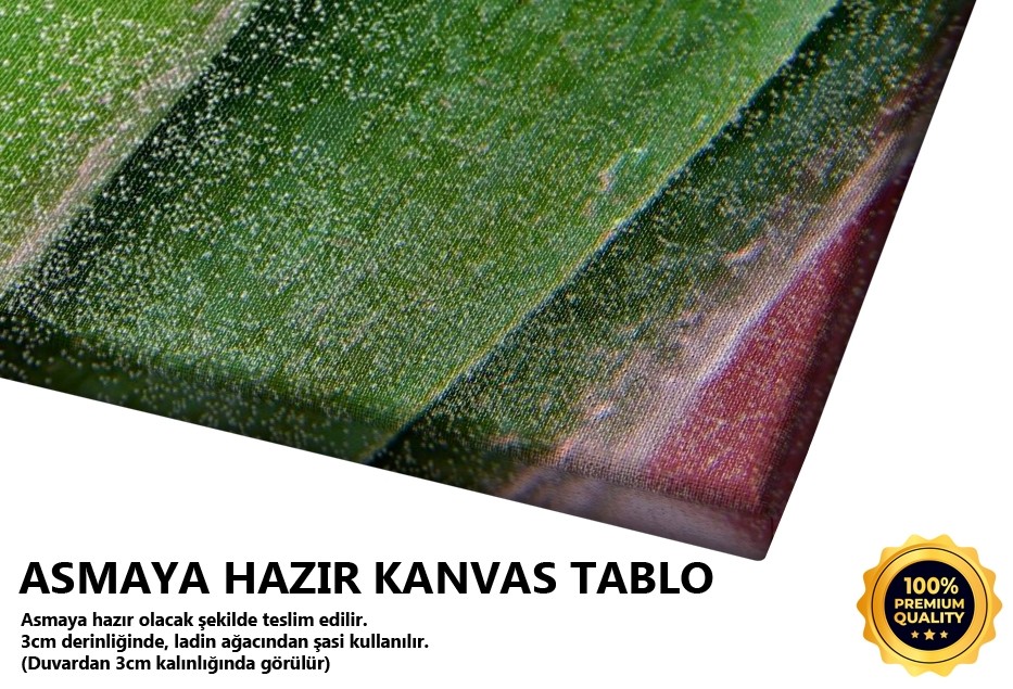 Kabarcıklar -2008 Tablo