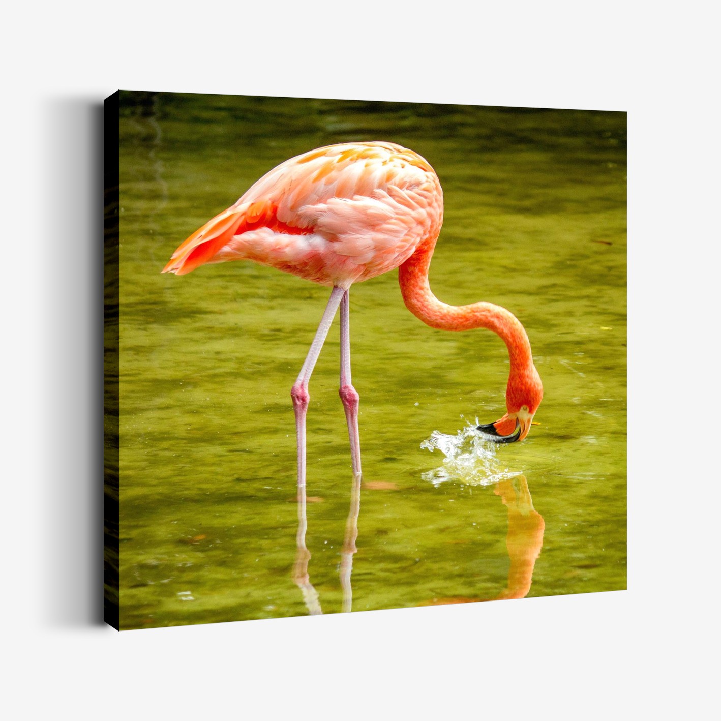 Flamingo Tablo