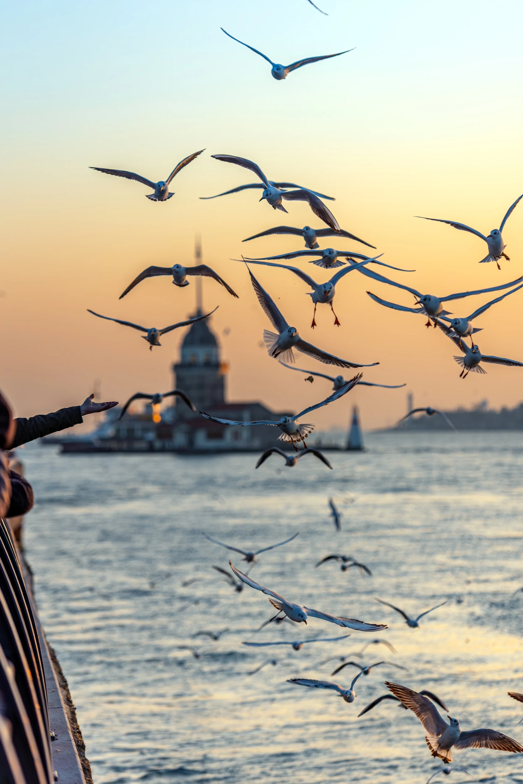 Martılar ve Kız Kulesi