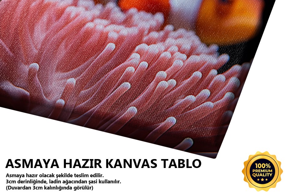 Mercanlarda Palyaço Balığı