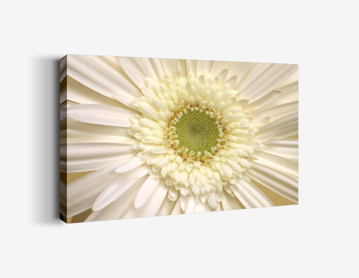 Merkez (Beyaz Gerbera) Tablo