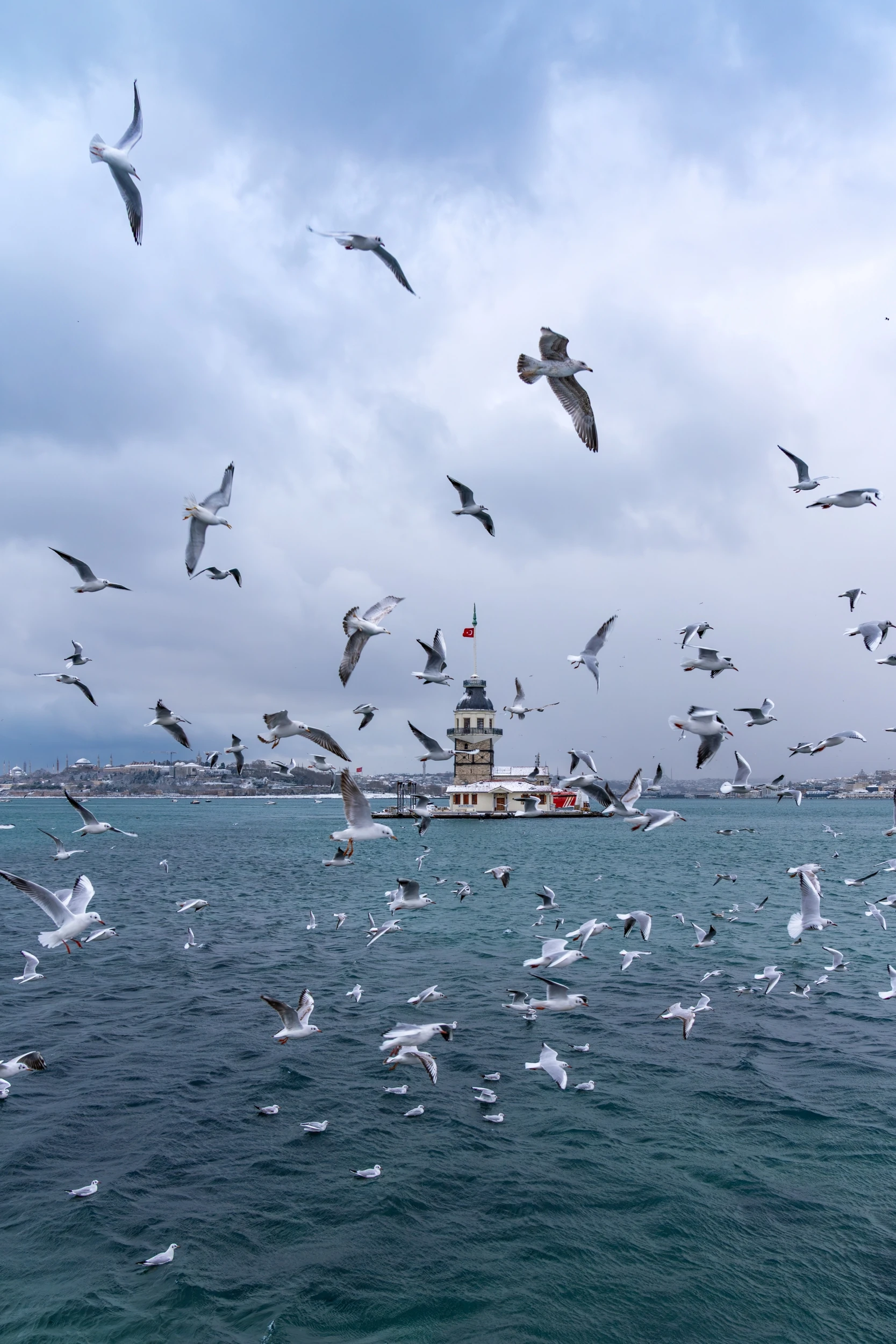 Martılar ve Kız Kulesi