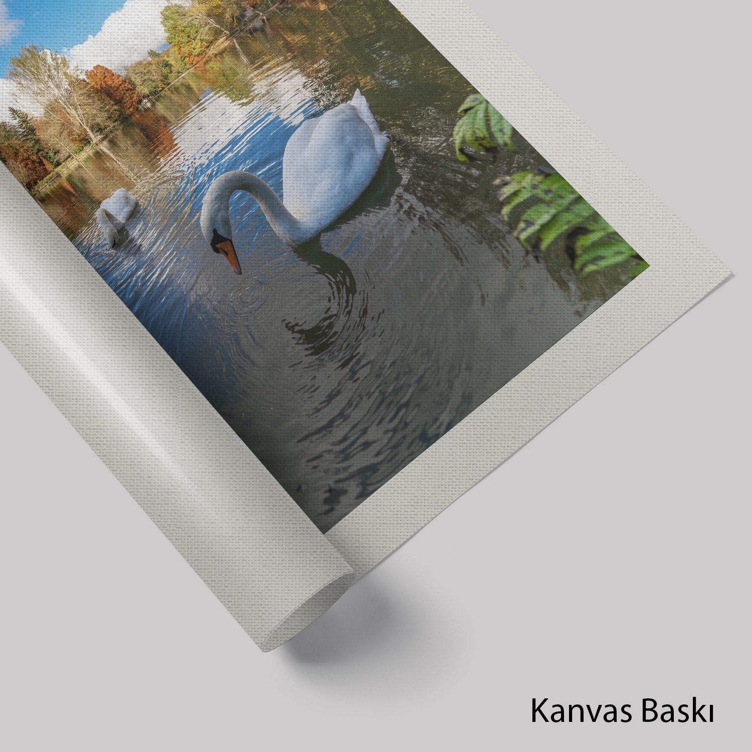 Kuğular ve Sonbahar