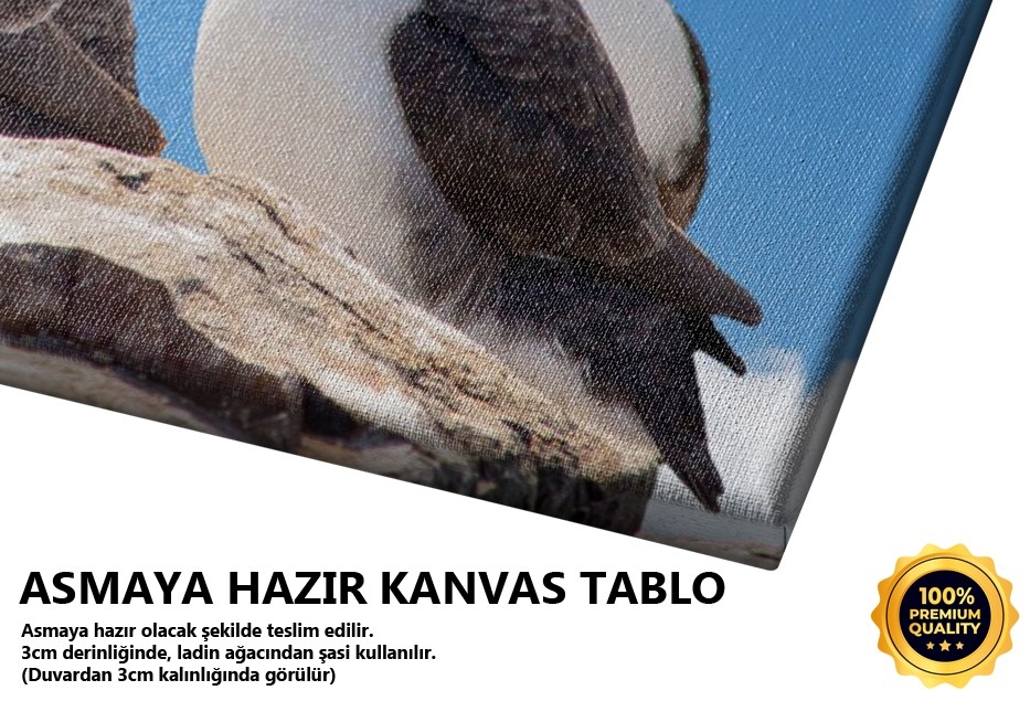 Kutup Martısı Ailesi Tablo