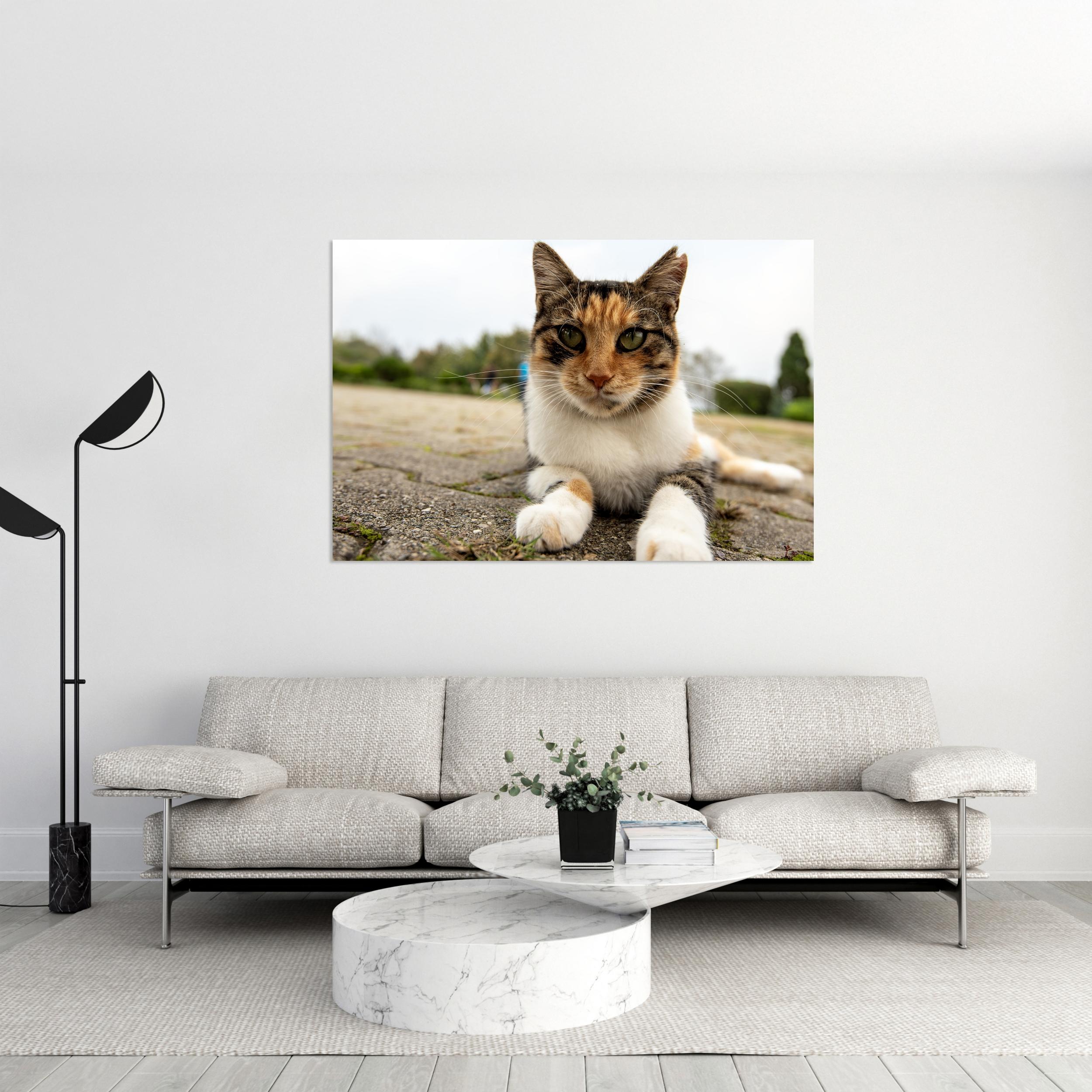 Kedi