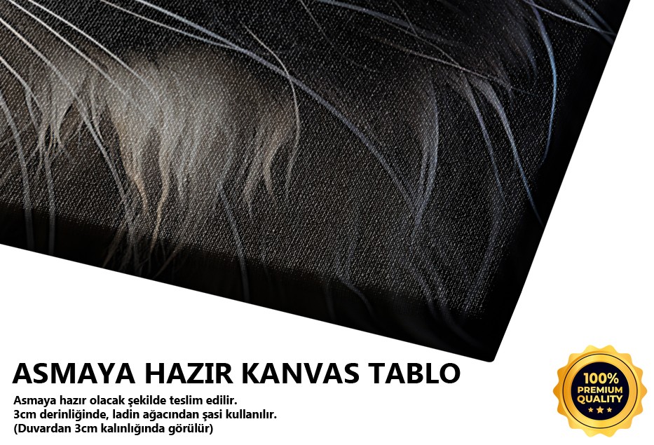 Uyanık Bakışlı Yavru Kedi