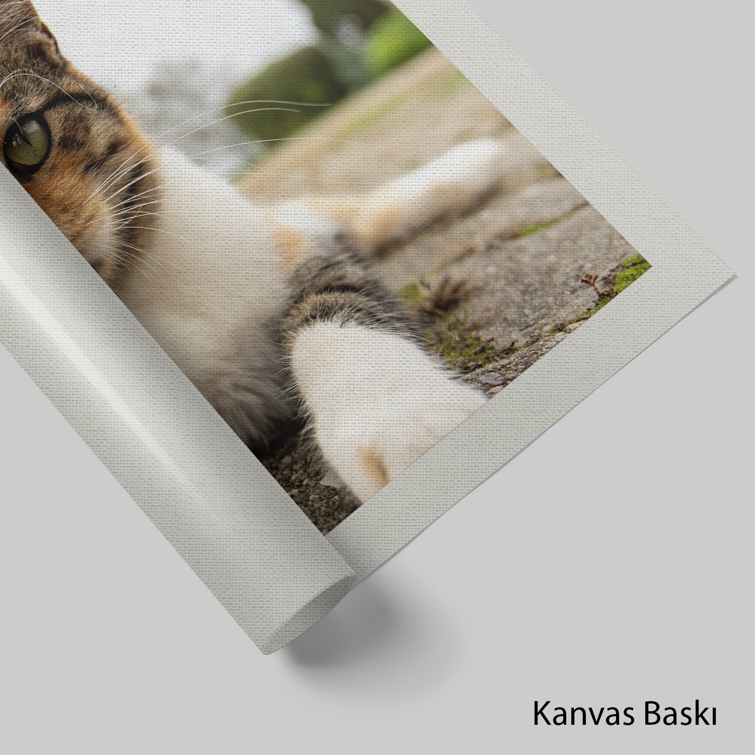 Kedi