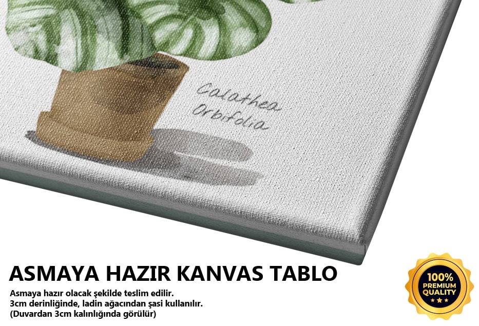 Ev Bitkisi 2 Tablo
