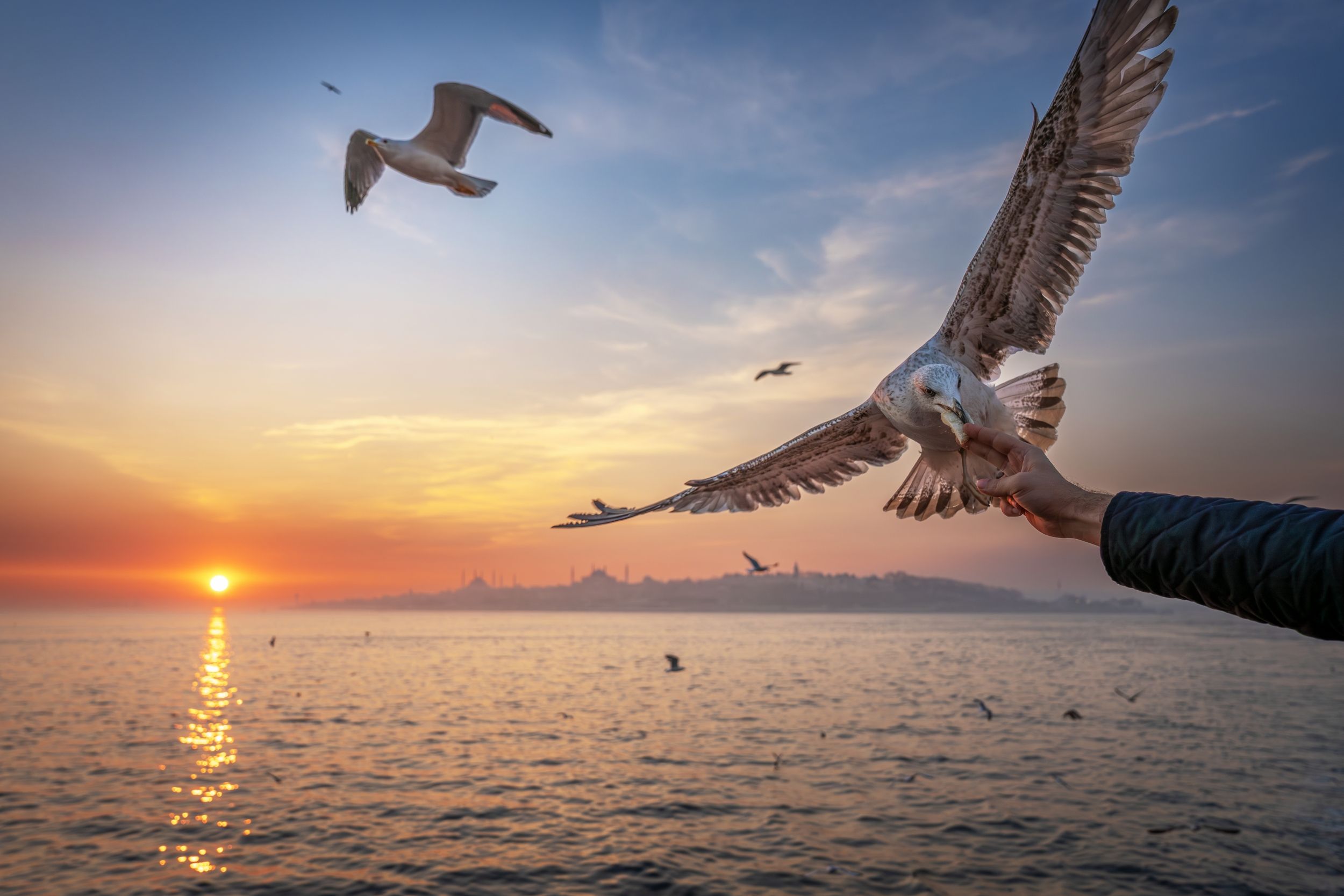 Martılar ve İstanbul'da Gün Batımı