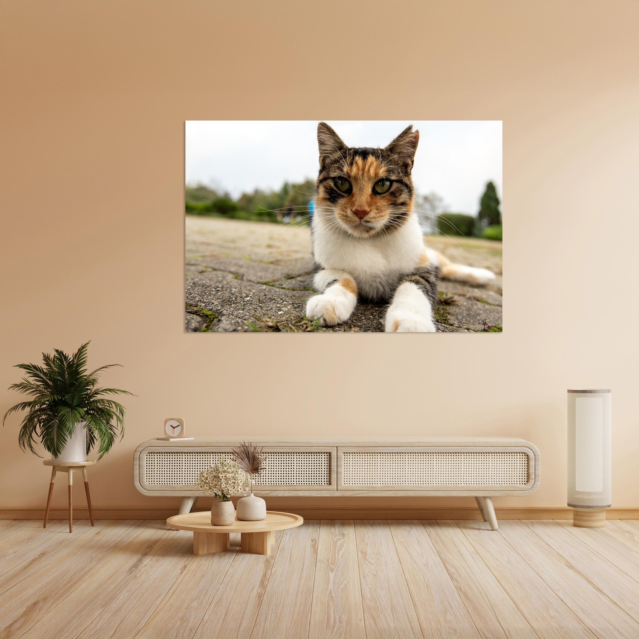 Kedi