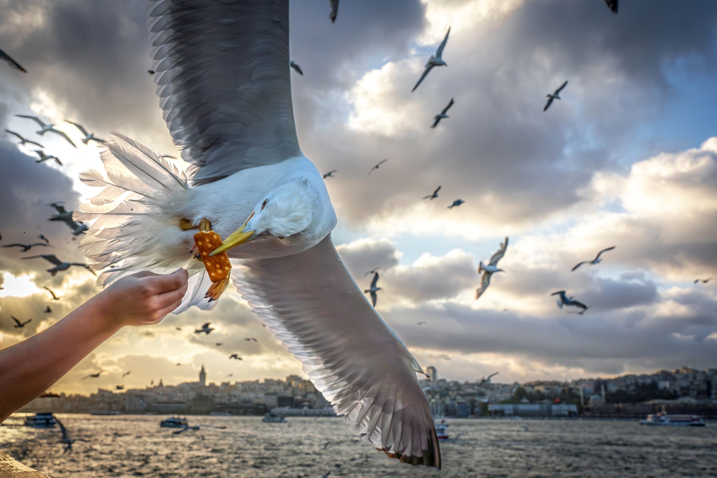 Martı ve İstanbul