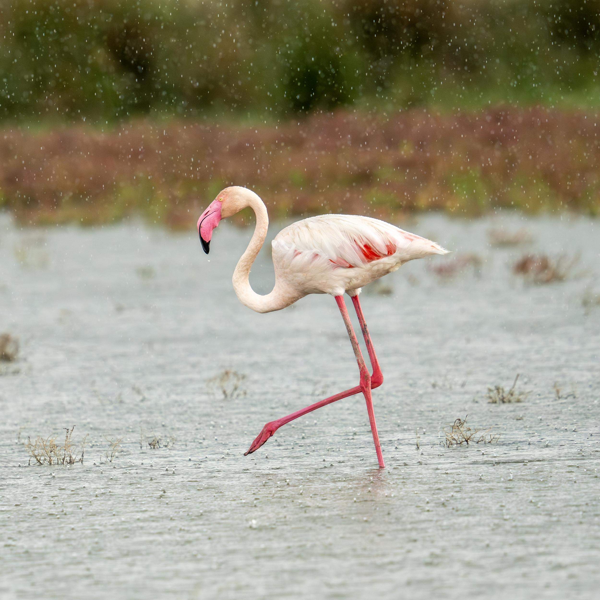 Yağmurda Flamingo