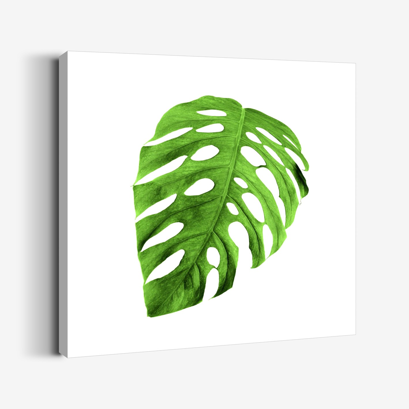 Açık Monstera Tablo