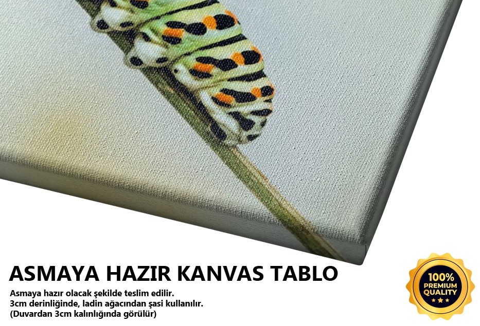 Tırtıl 1 Tablo