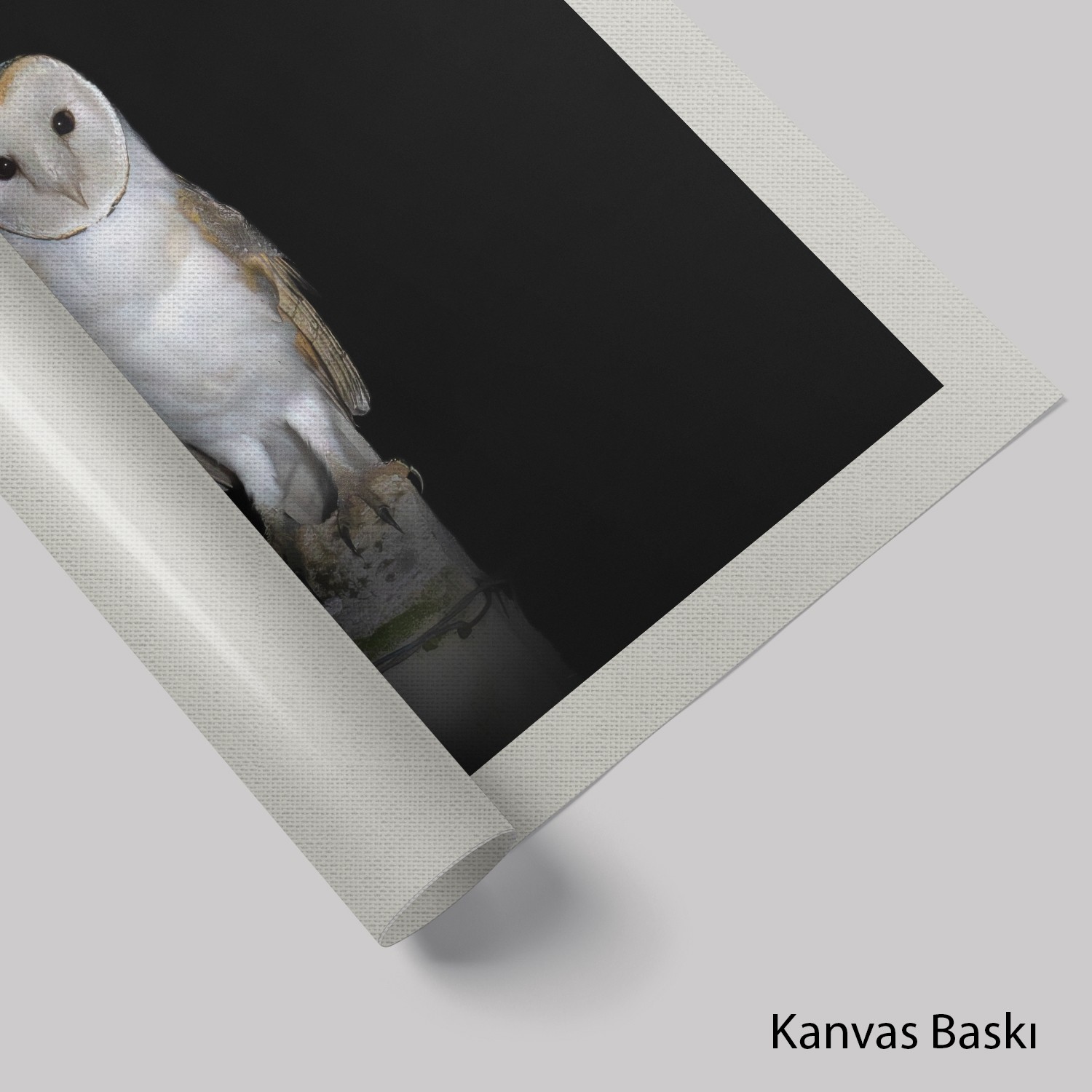 Peçeli Baykuş