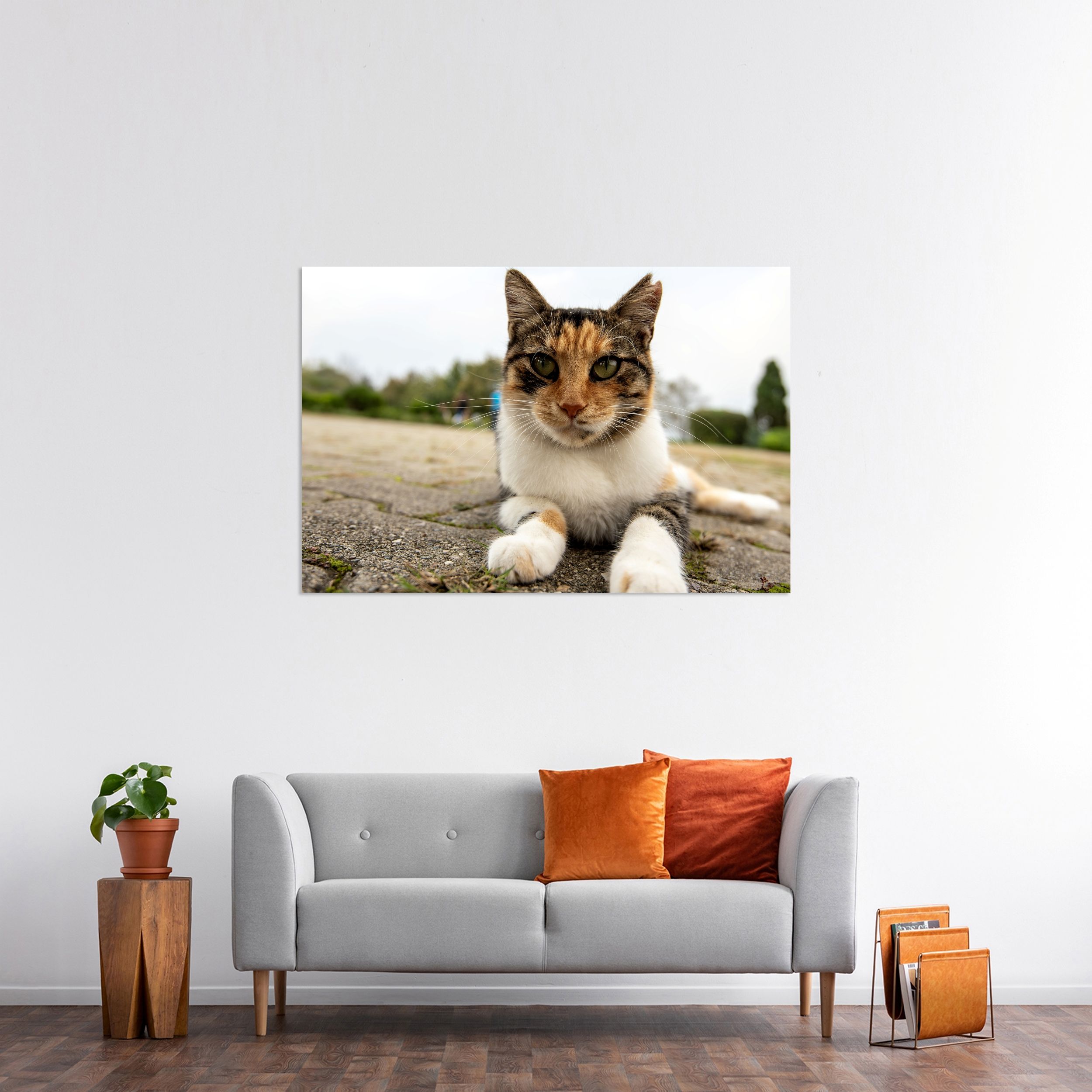 Kedi