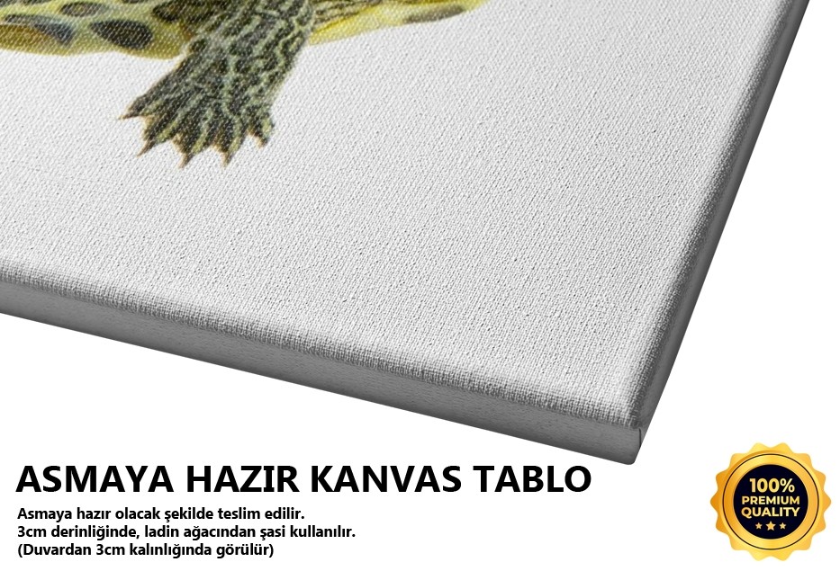 Su Kaplumbağası 2 Tablo