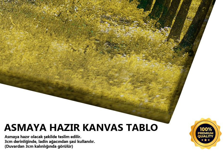 Güneşli Ağaçlı Doğa Manzarası