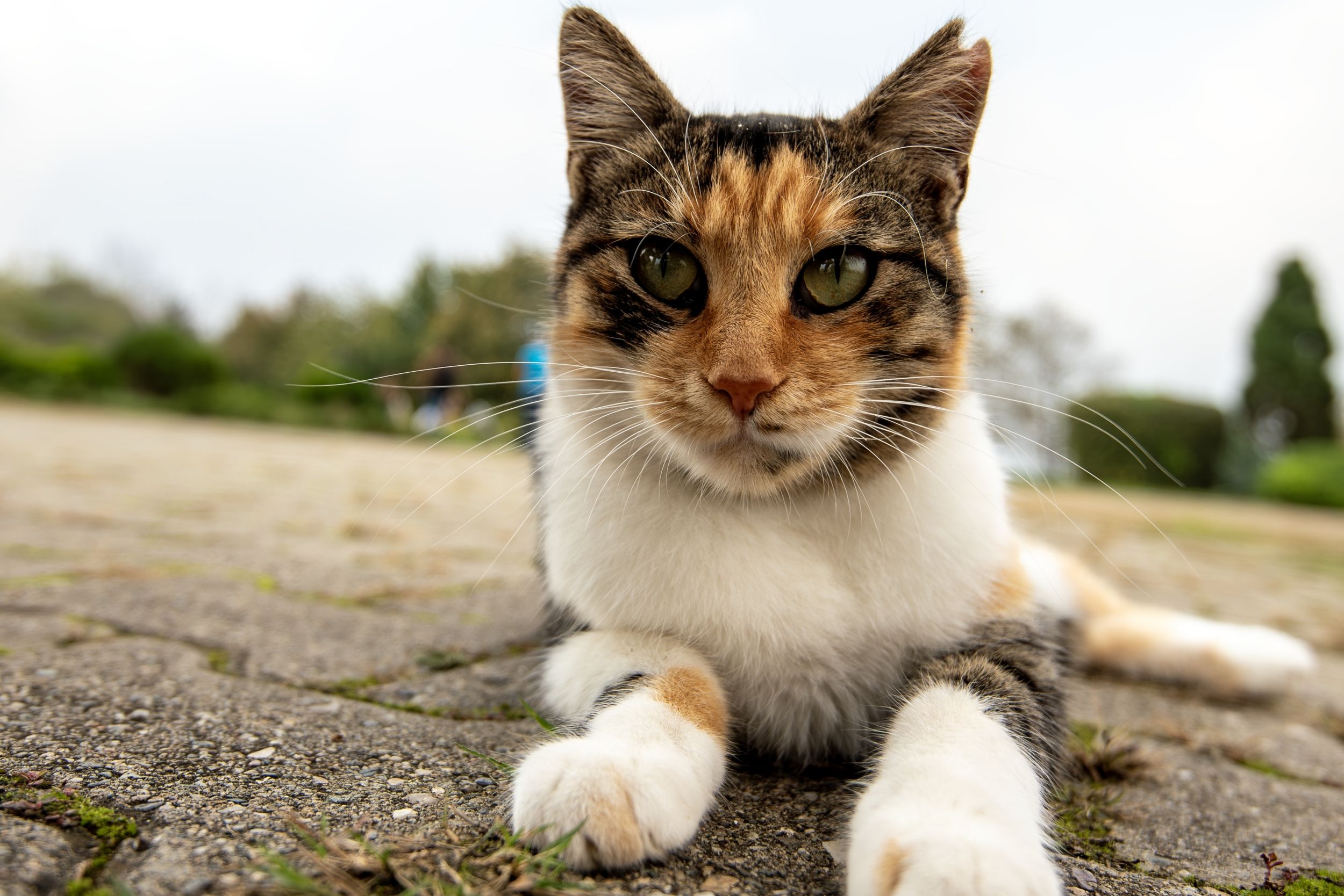 Kedi