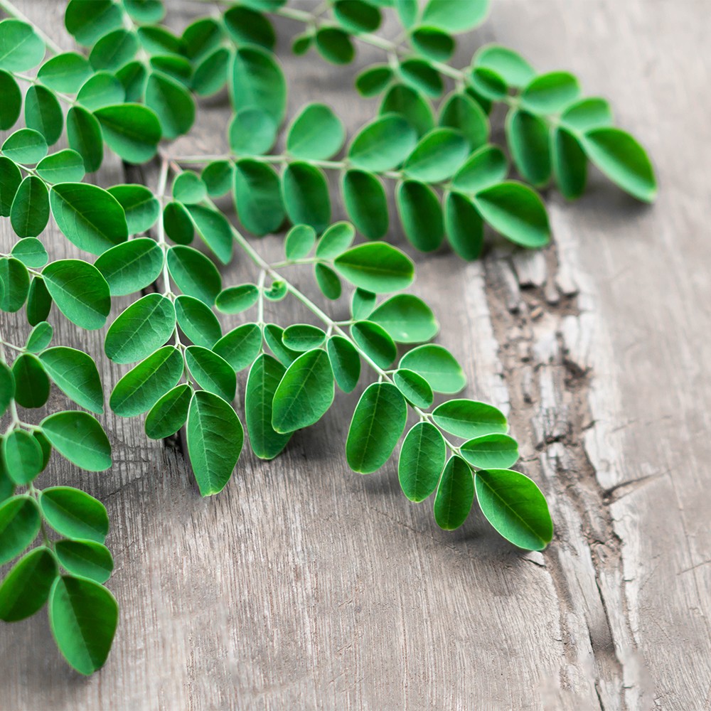 Moringa Ekstrakt (SIVI)