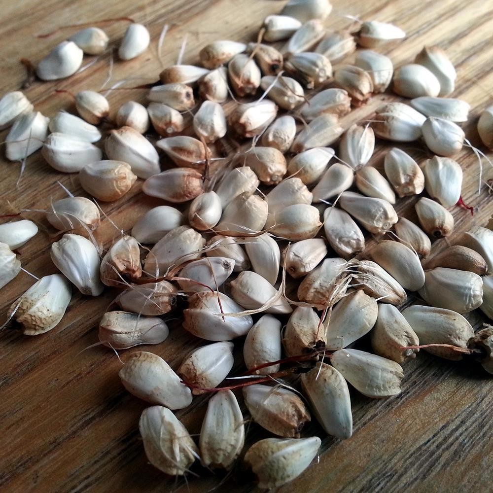 Aspir Yağı