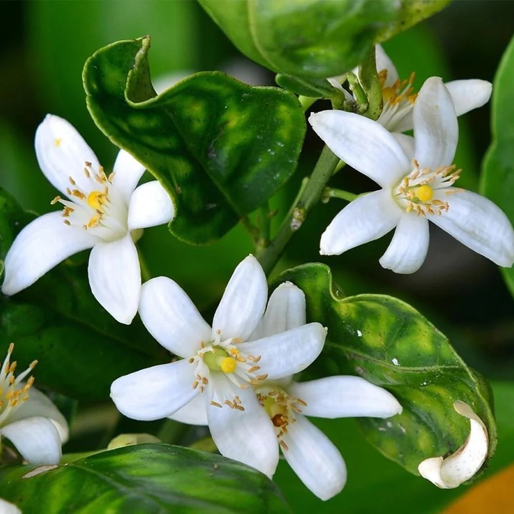 Neroli Yağı