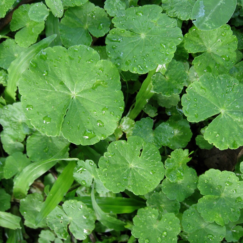 Gotu Kola Ekstrakt (SIVI)