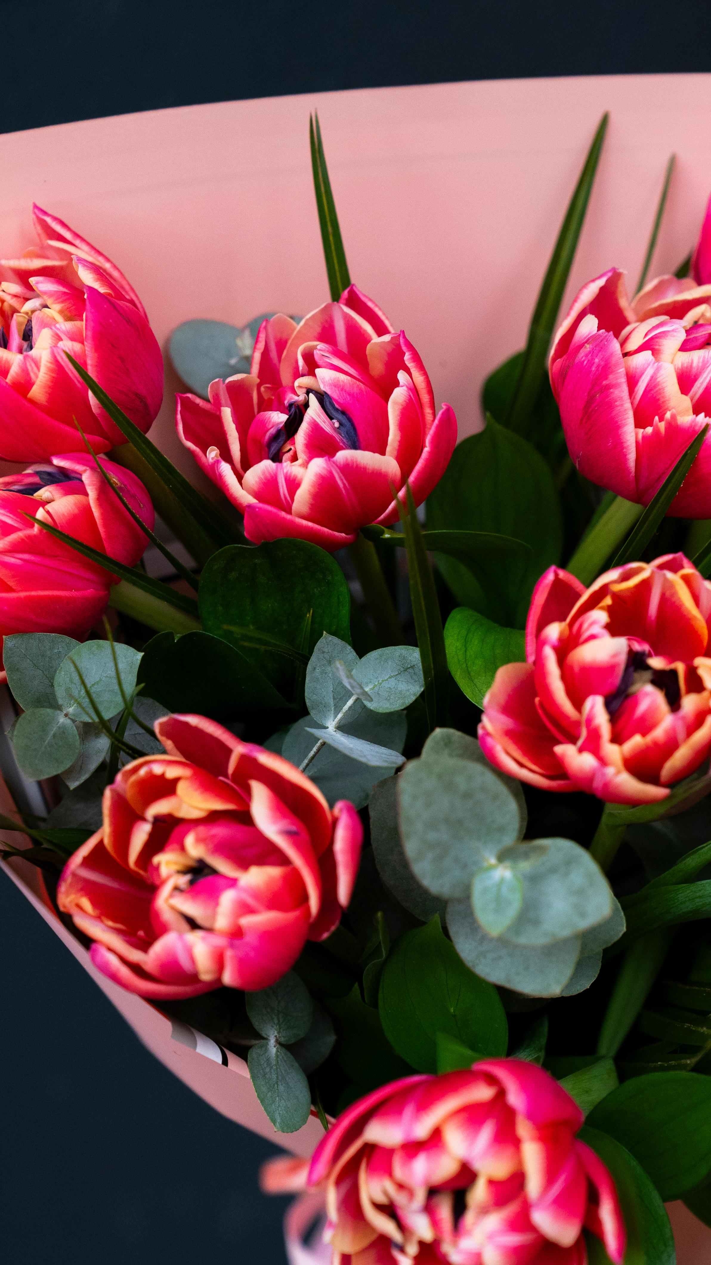 Pink Tulips