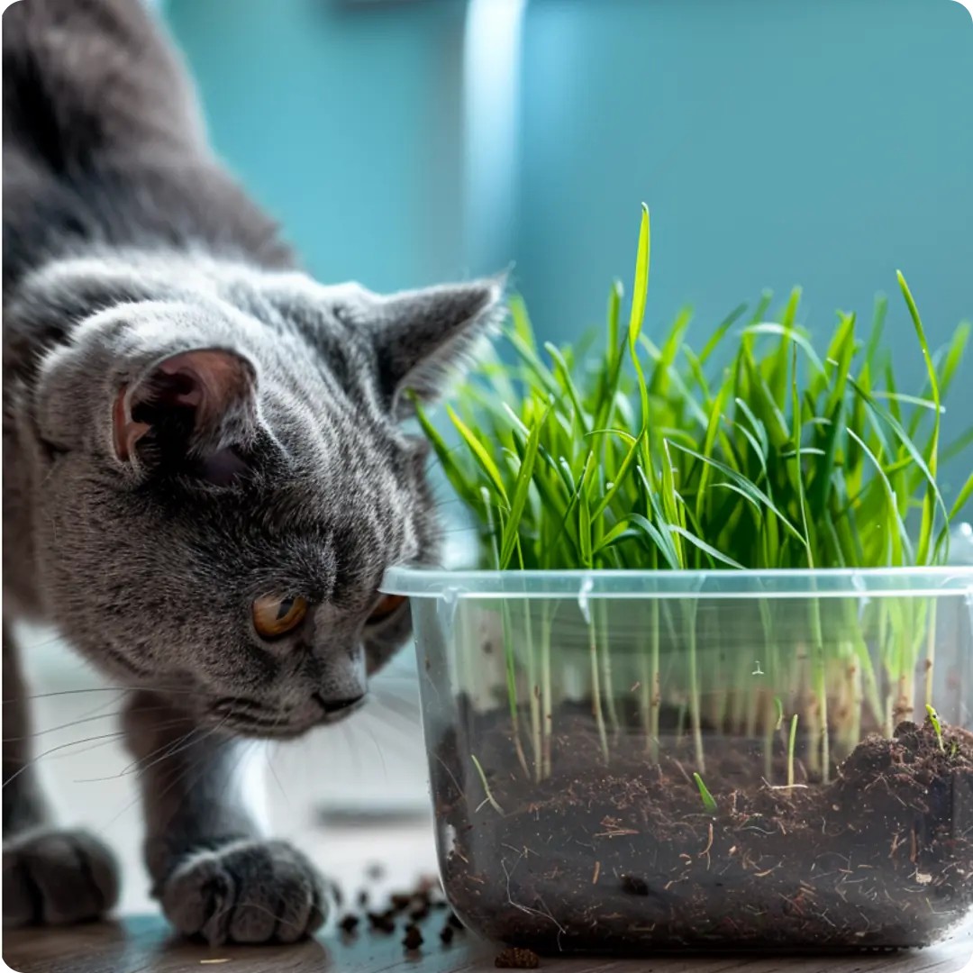 %100 Doğal Kedi Çimi (Tüy Yumağı Önleyici, Sindirim Destekleyici)