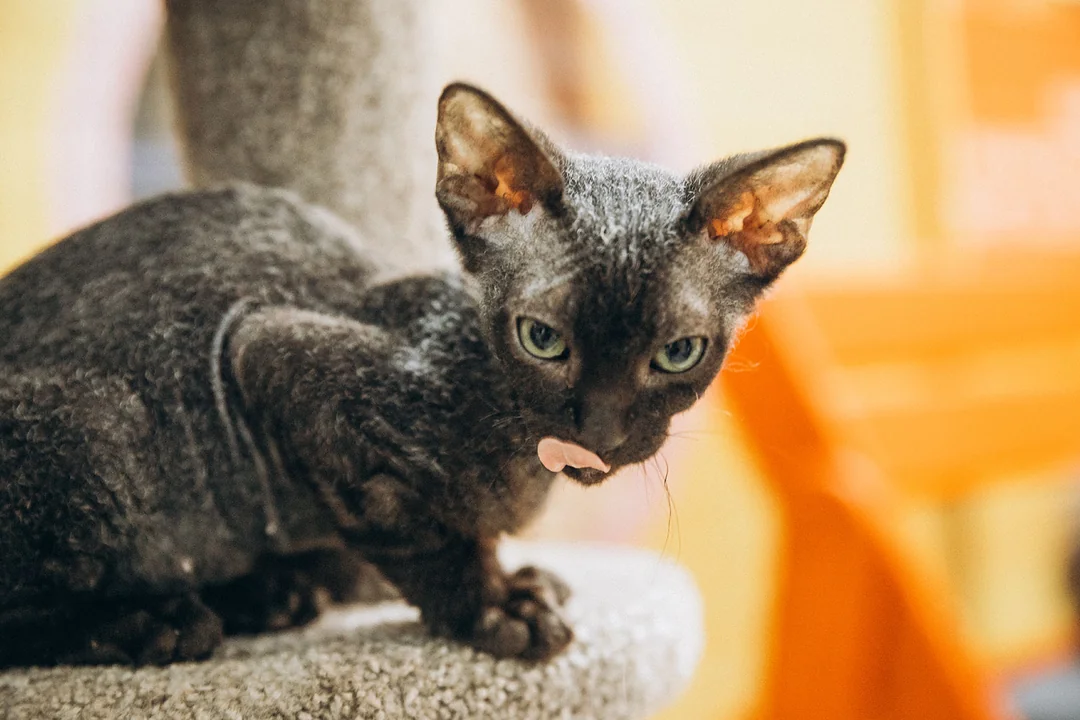 Devon Rex