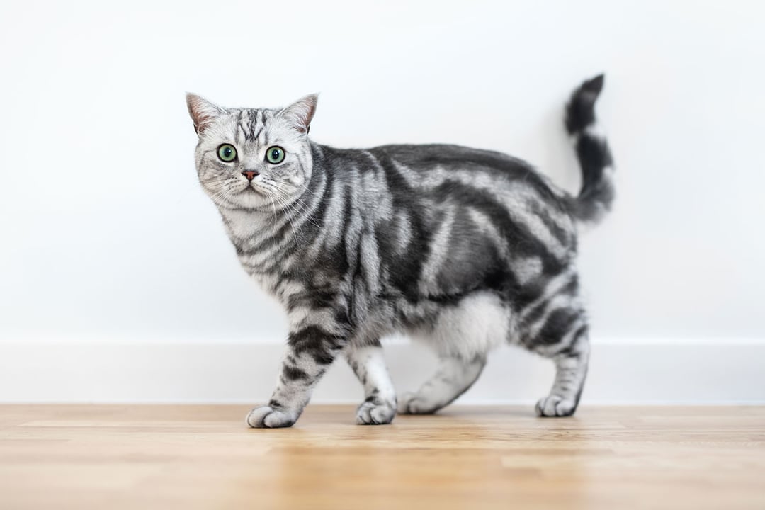 American Shorthair