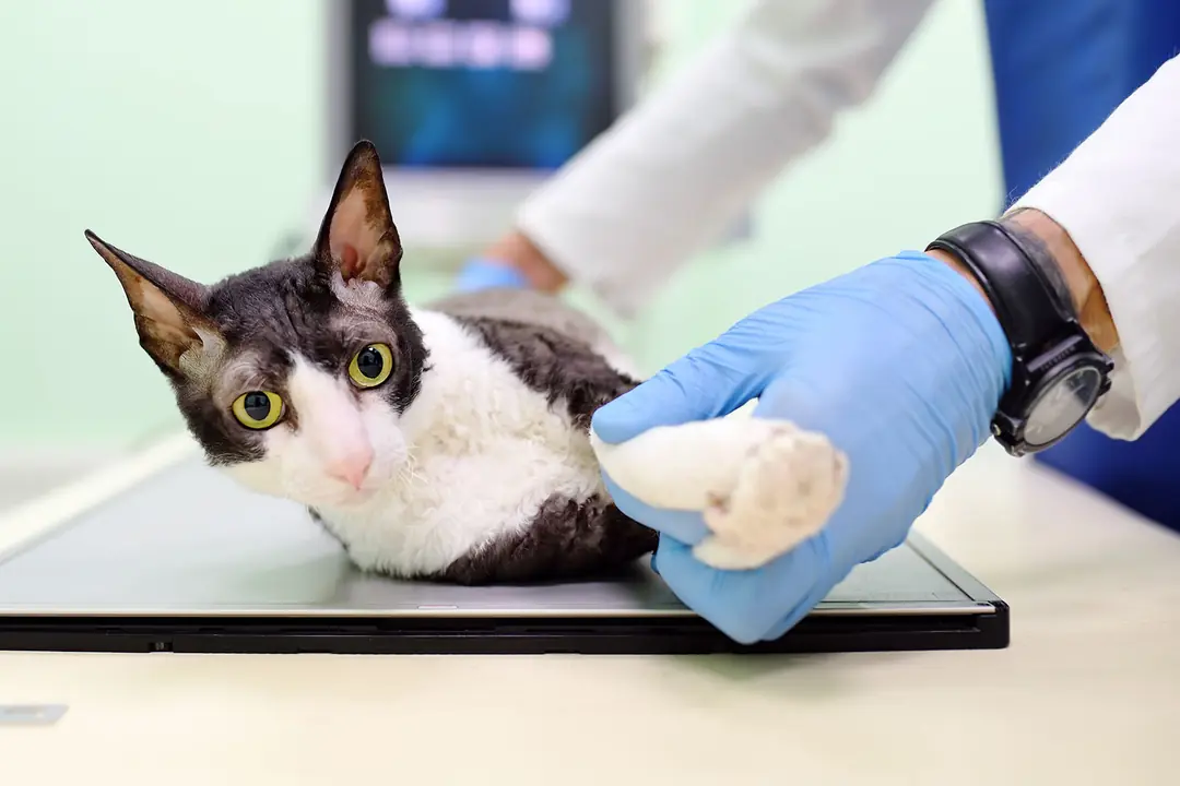 Kedilerde En Yaygın 5 Viral Hastalık ve Korunma Yolları