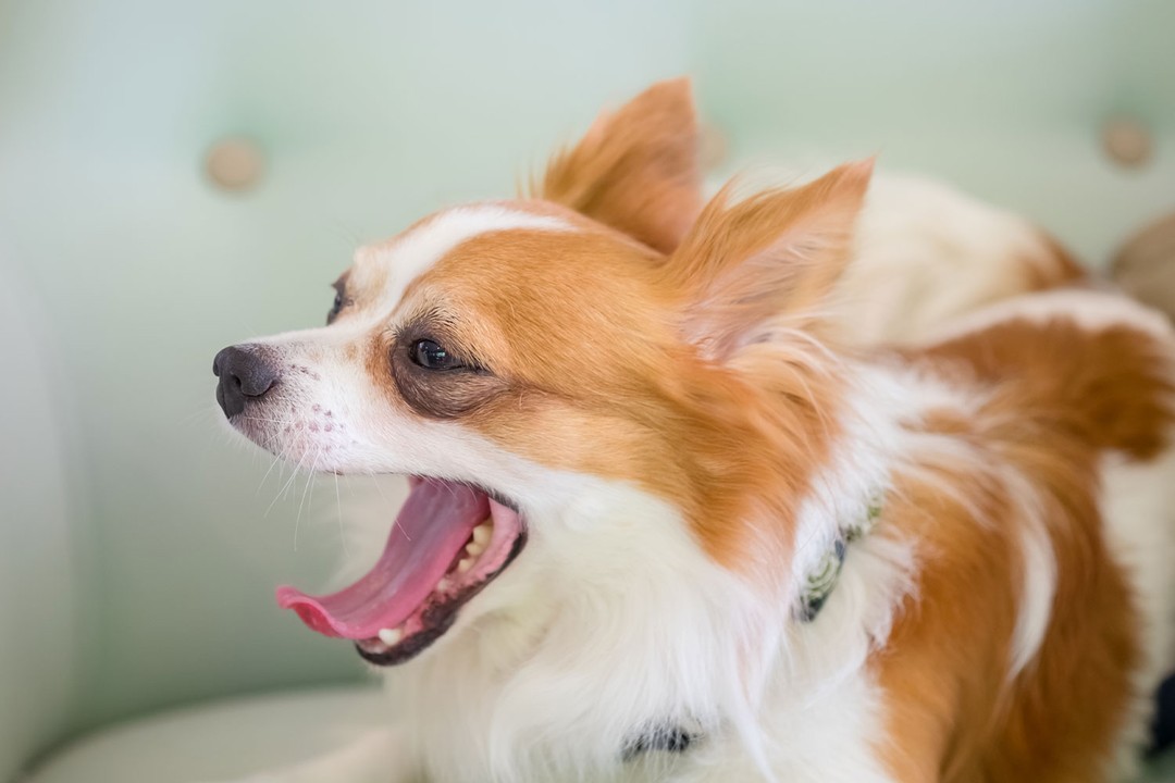 Köpeklerde ağız kokusu
