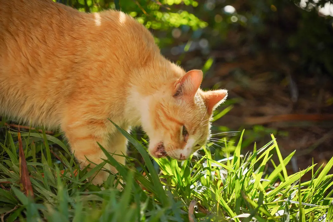 Yabancı Cisim Yutma ve Ev İçi Zehirlenme Riskleri&nbsp;