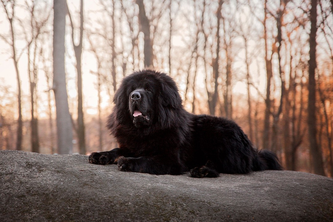 Newfoundland