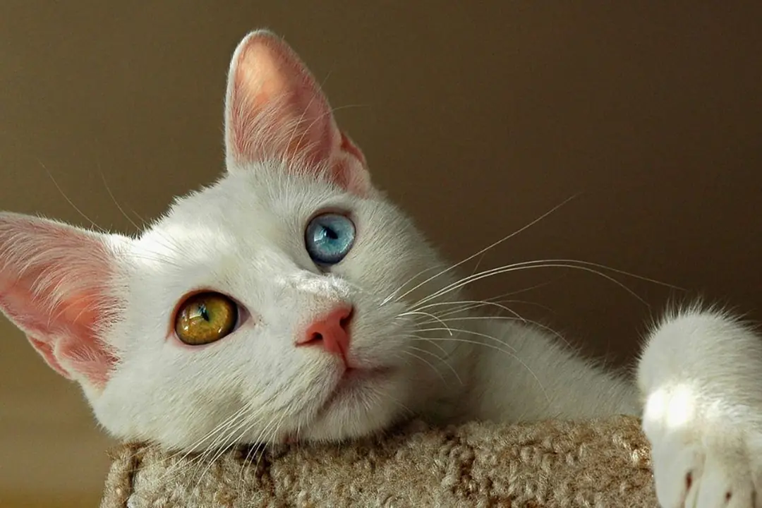 Van Kedisinin Tarihsel Kökeni ve Anadolu'daki Yeri