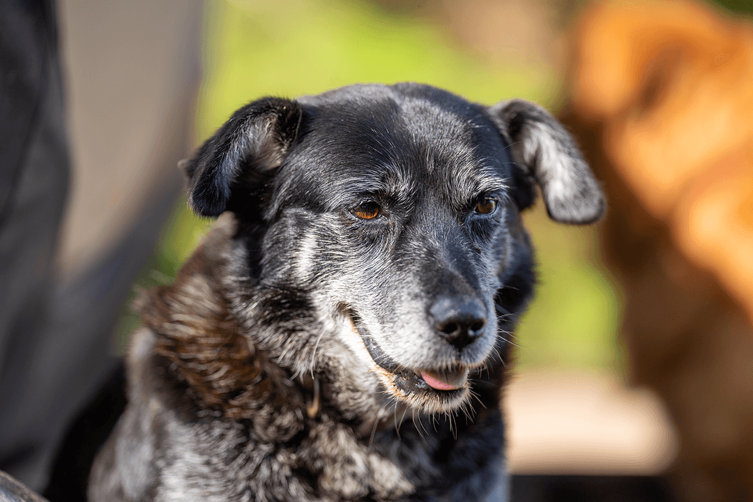 Köpeğiniz Kaç Yaşından Sonra Yaşlı Sayılır?