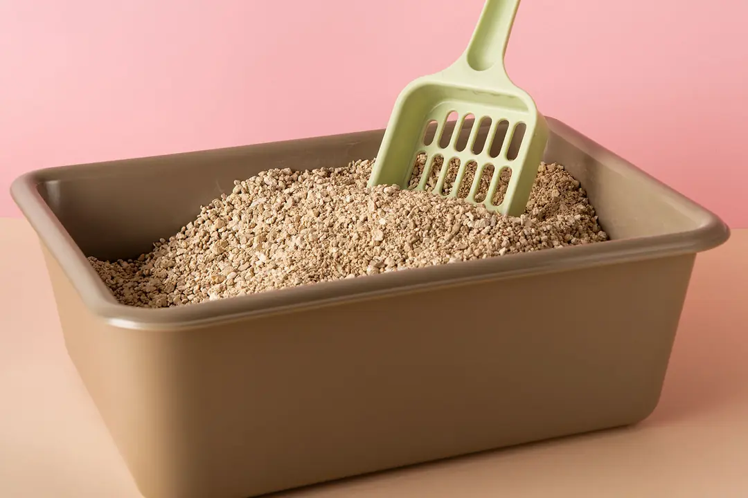 Kedi Kumu Çeşitleri Nelerdir?