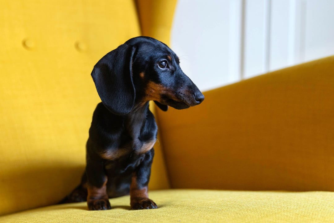 Dachshund (Sosis Köpek)