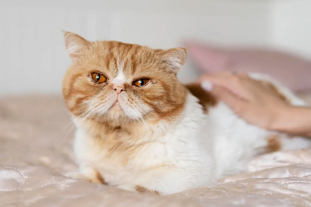 Exotic Shorthair