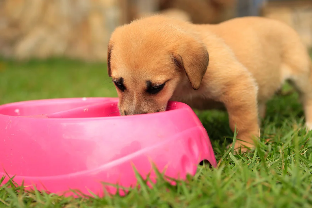 Yavru Köpekler İçin Örnek Öğün Planı